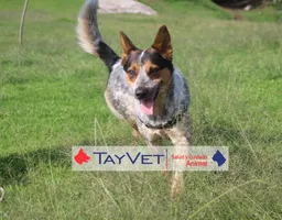 Tayvet SA de CV