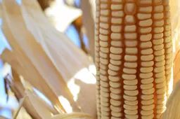 Agroinsumos el Field S de RL de CV